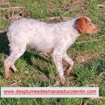 chiot Epagneul breton F-Or-Pan-Bla UNAÏE Des Plumes Des Marais Du Cotentin