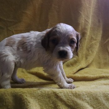 chiot Epagneul breton F-Or-Pan-Bla FUOM4 Des Plumes Des Marais Du Cotentin