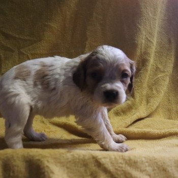 chiot Epagneul breton F-Or-Pan-Bla FUOM4 Des Plumes Des Marais Du Cotentin