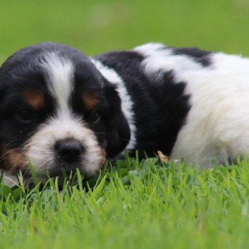 chiot Epagneul breton Noi Mar Fauv Pan Bla M1TO Des Plumes Des Marais Du Cotentin chiot Epagneul breton Noi Mar Fauv Pan Bla M1TO Des Plumes Des Marais Du Cotentin