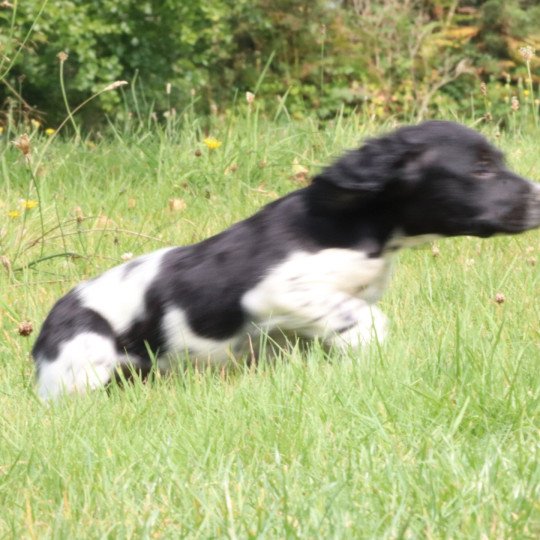 chiot Epagneul breton Noi-pan-bla M5NB Des Plumes Des Marais Du Cotentin