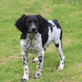 chiot Epagneul breton Noi-pan-bla M5NB Des Plumes Des Marais Du Cotentin chiot Epagneul breton Noi-pan-bla M5NB Des Plumes Des Marais Du Cotentin
