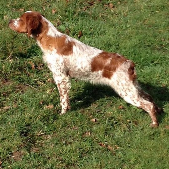 chien Epagneul breton F-OR-PAN-BLA Maya* Des Plumes des Marais Du Cotentin Des Plumes Des Marais Du Cotentin