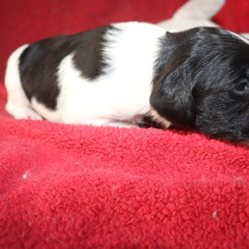 chiot Epagneul breton Noi-pan-bla MNBRO 2 Des Plumes Des Marais Du Cotentin