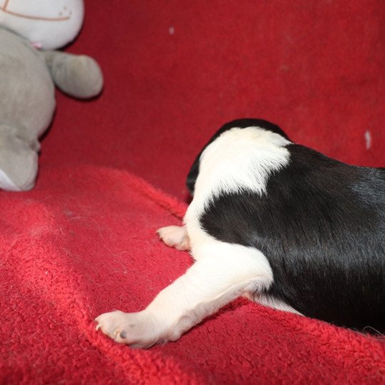 chiot Epagneul breton Noi-pan-bla MNBRO 2 Des Plumes Des Marais Du Cotentin