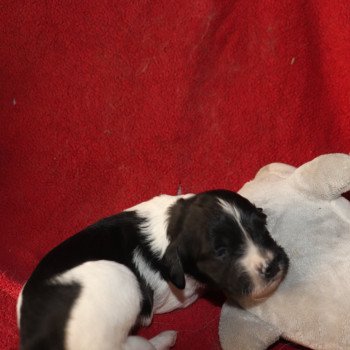 chiot Epagneul breton Noi-pan-bla MNBRO 2 Des Plumes Des Marais Du Cotentin