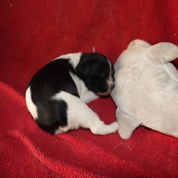 chiot Epagneul breton Noi-pan-bla MNBRO 2 Des Plumes Des Marais Du Cotentin