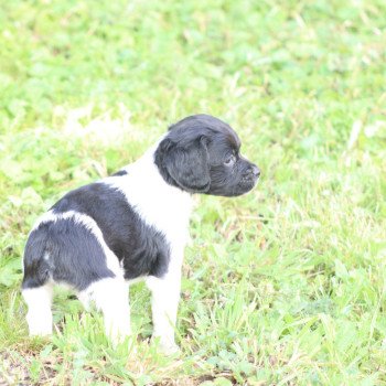 chiot Epagneul breton Noi-pan-bla MNBRO 2 Des Plumes Des Marais Du Cotentin