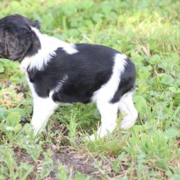 chiot Epagneul breton Noi-pan-bla MNBRO 2 Des Plumes Des Marais Du Cotentin