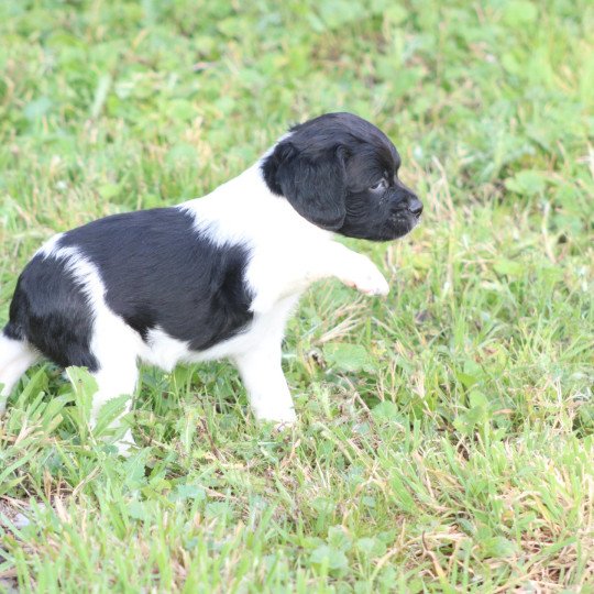 chiot Epagneul breton Noi-pan-bla MNBRO 2 Des Plumes Des Marais Du Cotentin