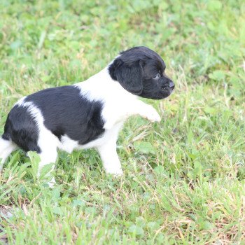 chiot Epagneul breton Noi-pan-bla MNBRO 2 Des Plumes Des Marais Du Cotentin