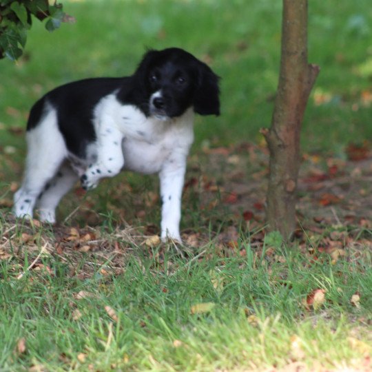 chiot Epagneul breton Noi-pan-bla Ascot Des Plumes Des Marais Du Cotentin