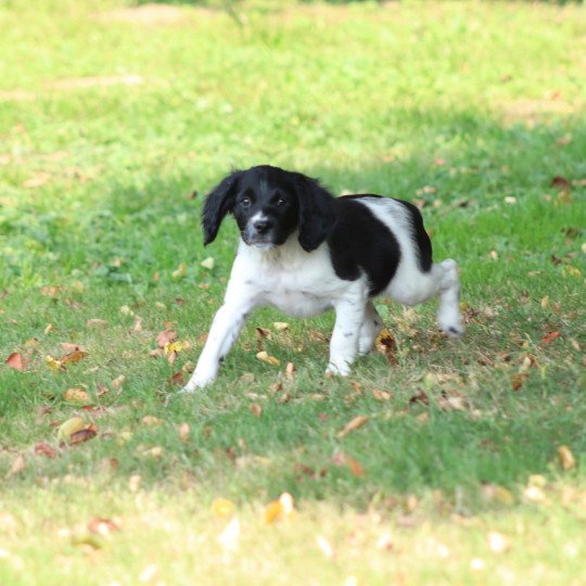 chiot Epagneul breton Noi-pan-bla Ascot Des Plumes Des Marais Du Cotentin