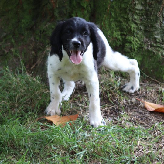 chiot Epagneul breton Noi-pan-bla Ascot Des Plumes Des Marais Du Cotentin