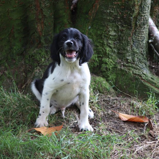 chiot Epagneul breton Noi-pan-bla Ascot Des Plumes Des Marais Du Cotentin