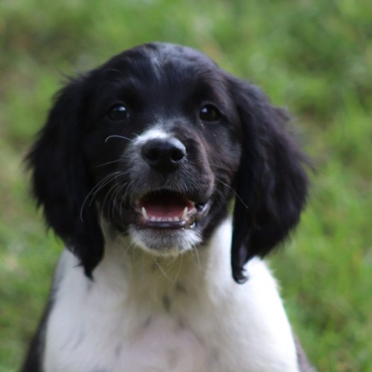 chiot Epagneul breton Noi-pan-bla Ascot Des Plumes Des Marais Du Cotentin