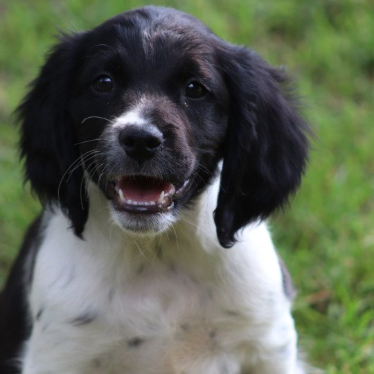 chiot Epagneul breton Noi-pan-bla Ascot Des Plumes Des Marais Du Cotentin