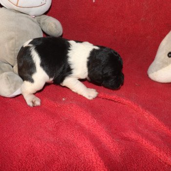 chiot Epagneul breton Noi-pan-bla MNBRO 3 Des Plumes Des Marais Du Cotentin