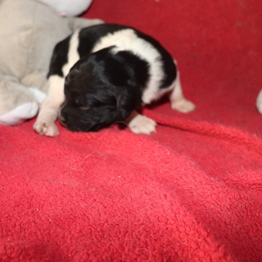 chiot Epagneul breton Noi-pan-bla MNBRO 3 Des Plumes Des Marais Du Cotentin