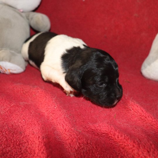 chiot Epagneul breton Noi-pan-bla MNBRO 3 Des Plumes Des Marais Du Cotentin