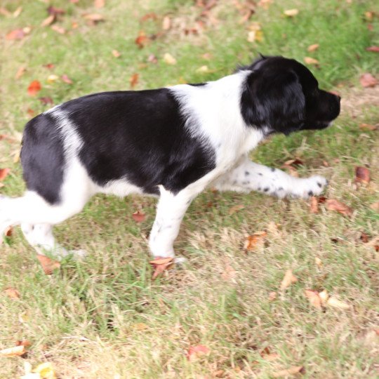 chiot Epagneul breton Noi-pan-bla MNBRO 3 Des Plumes Des Marais Du Cotentin