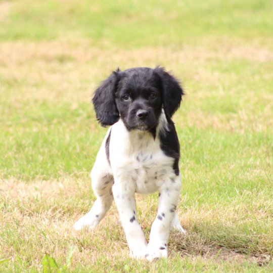 chiot Epagneul breton Noi-pan-bla MNBRO 3 Des Plumes Des Marais Du Cotentin