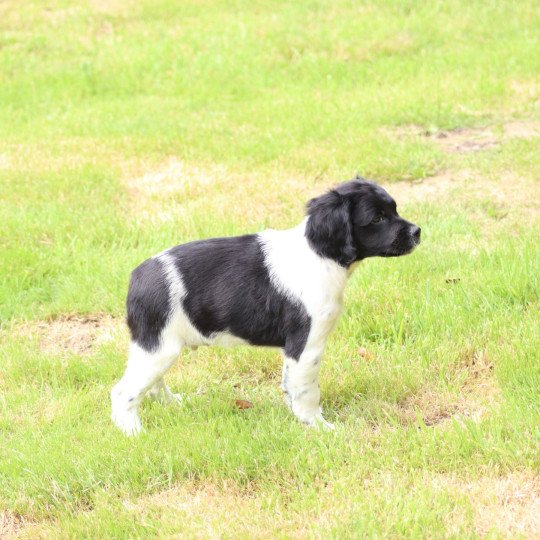 chiot Epagneul breton Noi-pan-bla MNBRO 3 Des Plumes Des Marais Du Cotentin
