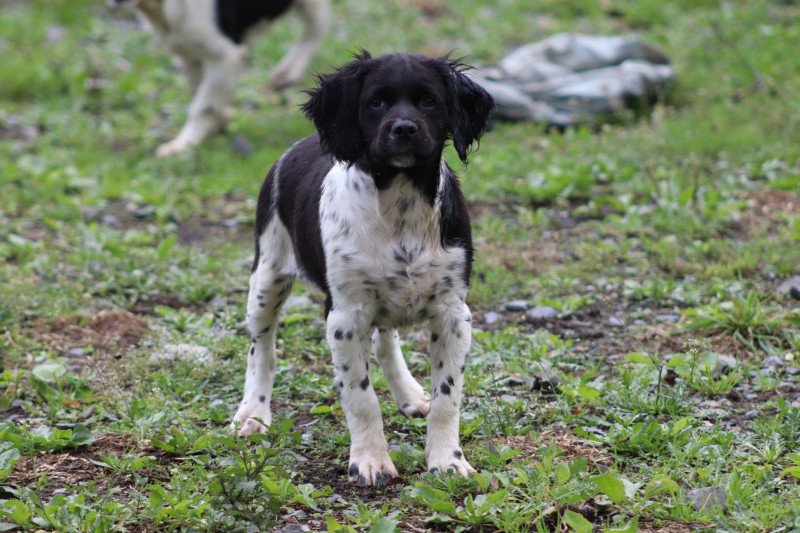 MNBRO 3 Mâle Epagneul breton MNBRO 3 Mâle Epagneul breton