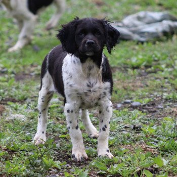 chiot Epagneul breton Noi-pan-bla MNBRO 3 Des Plumes Des Marais Du Cotentin chiot Epagneul breton Noi-pan-bla MNBRO 3 Des Plumes Des Marais Du Cotentin