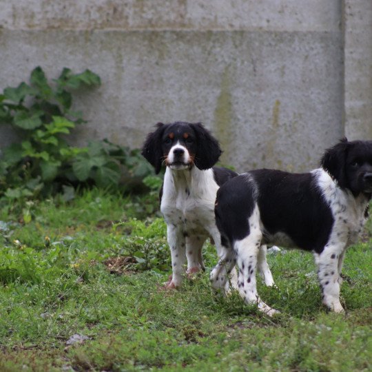 chiot Epagneul breton Noi-pan-bla MNBRO 3 Des Plumes Des Marais Du Cotentin