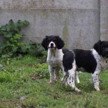 chiot Epagneul breton Noi-pan-bla MNBRO 3 Des Plumes Des Marais Du Cotentin chiot Epagneul breton Noi-pan-bla MNBRO 3 Des Plumes Des Marais Du Cotentin