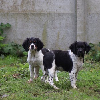 chiot Epagneul breton Noi-pan-bla MNBRO 3 Des Plumes Des Marais Du Cotentin chiot Epagneul breton Noi-pan-bla MNBRO 3 Des Plumes Des Marais Du Cotentin