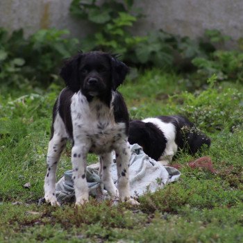 chiot Epagneul breton Noi-pan-bla MNBRO 3 Des Plumes Des Marais Du Cotentin chiot Epagneul breton Noi-pan-bla MNBRO 3 Des Plumes Des Marais Du Cotentin