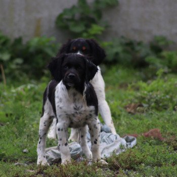 chiot Epagneul breton Noi-pan-bla MNBRO 3 Des Plumes Des Marais Du Cotentin chiot Epagneul breton Noi-pan-bla MNBRO 3 Des Plumes Des Marais Du Cotentin
