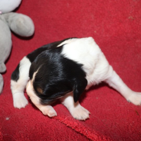 chiot Epagneul breton Noi Mar Fauv Pan Bla MtriRO 1 Des Plumes Des Marais Du Cotentin