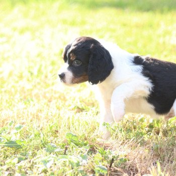 chiot Epagneul breton Noi Mar Fauv Pan Bla MtriRO 1 Des Plumes Des Marais Du Cotentin