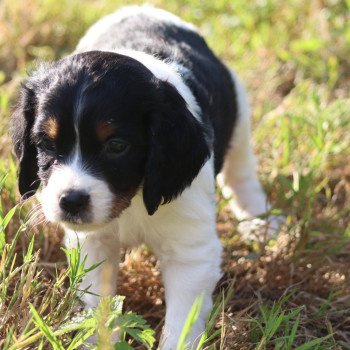 chiot Epagneul breton Noi Mar Fauv Pan Bla MtriRO 1 Des Plumes Des Marais Du Cotentin