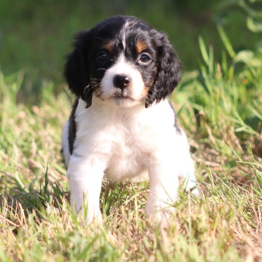 chiot Epagneul breton Noi Mar Fauv Pan Bla MtriRO 1 Des Plumes Des Marais Du Cotentin
