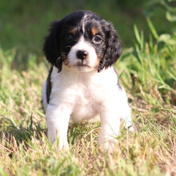 chiot Epagneul breton Noi Mar Fauv Pan Bla MtriRO 1 Des Plumes Des Marais Du Cotentin