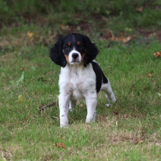 chiot Epagneul breton Noi Mar Fauv Pan Bla MtriRO 1 Des Plumes Des Marais Du Cotentin
