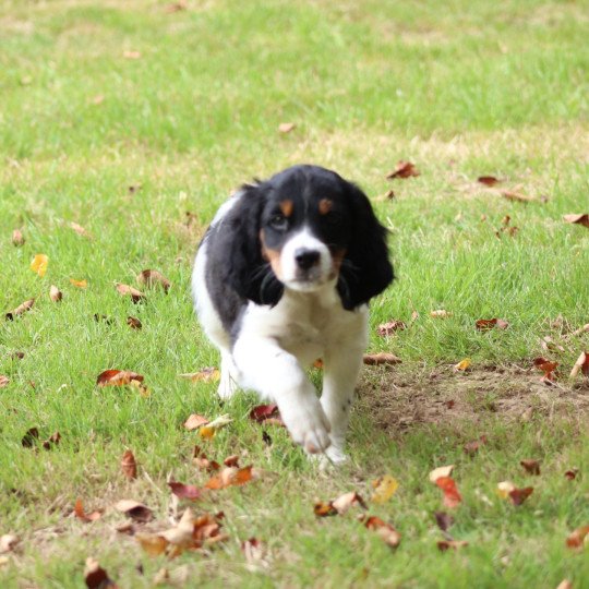 chiot Epagneul breton Noi Mar Fauv Pan Bla MtriRO 1 Des Plumes Des Marais Du Cotentin