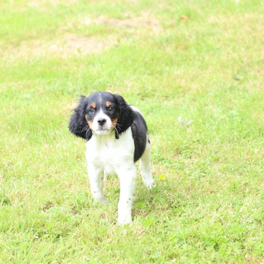 chiot Epagneul breton Noi Mar Fauv Pan Bla MtriRO 1 Des Plumes Des Marais Du Cotentin
