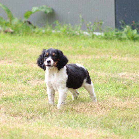 chiot Epagneul breton Noi Mar Fauv Pan Bla MtriRO 1 Des Plumes Des Marais Du Cotentin