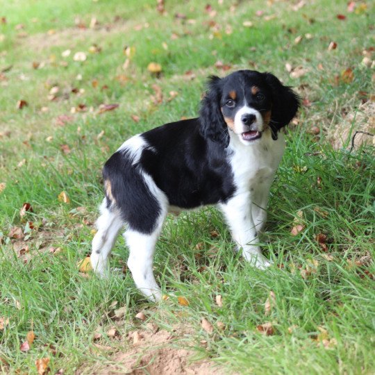 chiot Epagneul breton Noi Mar Fauv Pan Bla MtriRO 1 Des Plumes Des Marais Du Cotentin