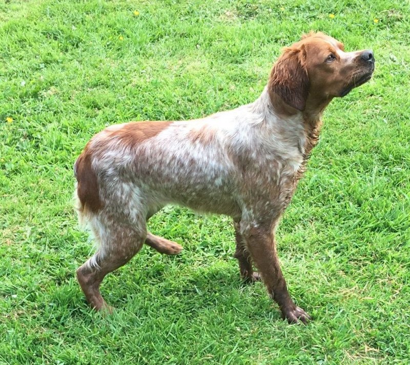 NALA PLUMES MARAIS COTENTIN Femelle Epagneul breton