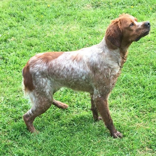 chien Epagneul breton F-OR-PAN-BLA NALA PLUMES MARAIS COTENTIN Des Plumes Des Marais Du Cotentin