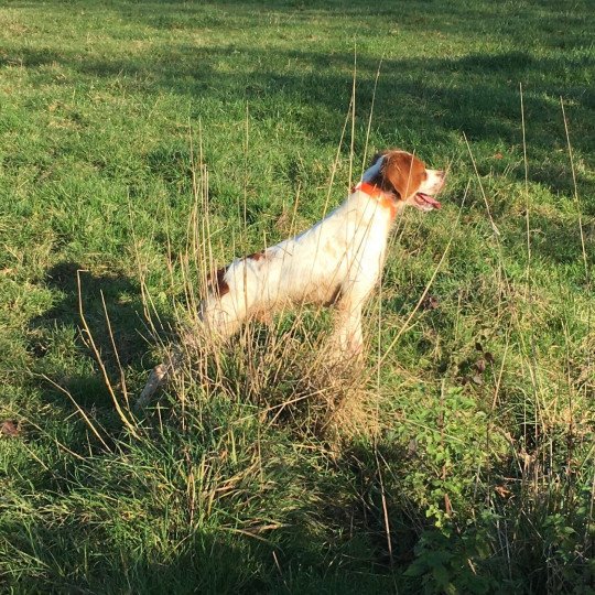 chien Epagneul breton Nike des plumes des marais du cotentin