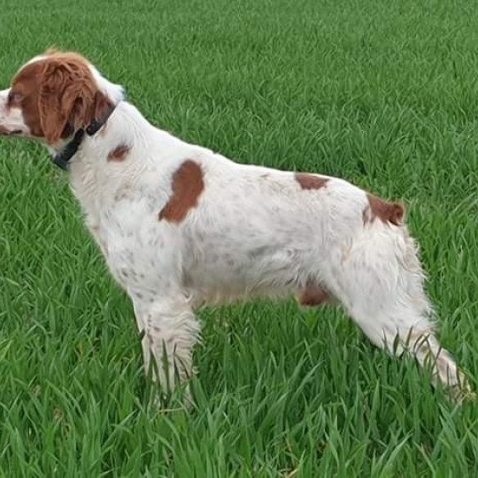 chien Epagneul breton F-OR-PAN-BLA Nike des plumes des marais du cotentin