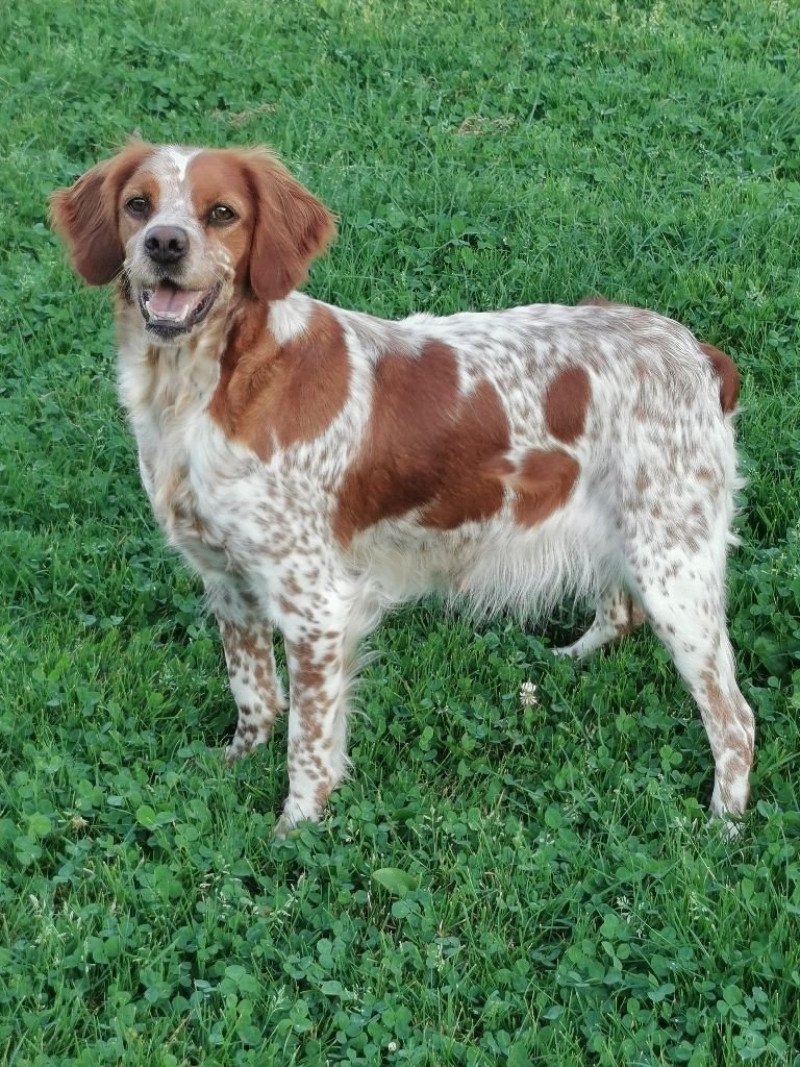 Odette Femelle Epagneul breton