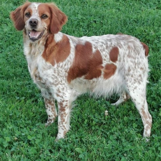 chien Epagneul breton F-OR-PAN-BLA Odette Des Plumes Des Marais Du Cotentin